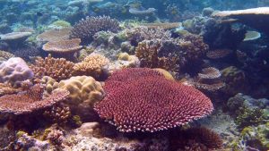 Terry Maple Coral Reefs