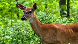 Did the Shutdown Revitalize Wildlife?