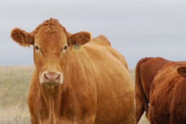 Alternative Beef Threatens an Already Struggling Cattle Industry